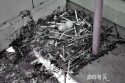 waterloo's nest - amsterdam